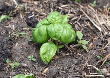 Basil Herb Seedlings