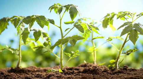 Tomato Seedlings