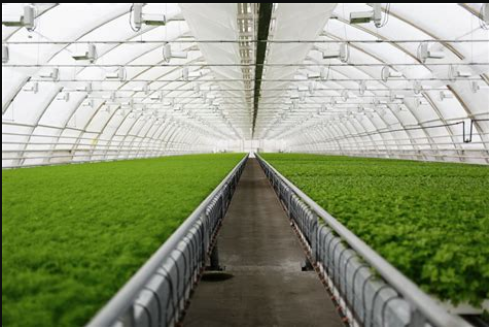 Greenhouse Interior