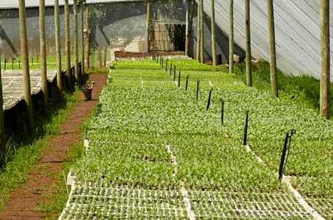 Our Farm Nursery